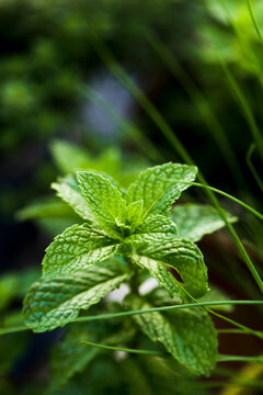 Close-up of mint plant growing outdoors