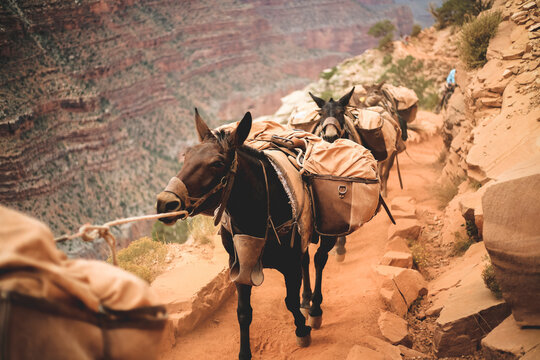 Donkeys carrying heavy loads while walking in row at Grand Canyon National Park