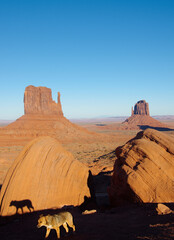 dog with shadow in monument valley, Utah