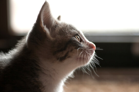Close-up of kitten looking away at home