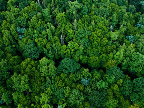 Aerial view of trees growing in Pisgah National Forest