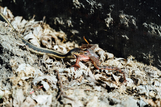 High angle view of garter snake eating northern leopard frog on field during sunny day
