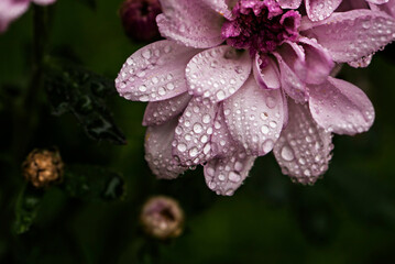 High angle view of wet pink flower growing in garden during rainy season