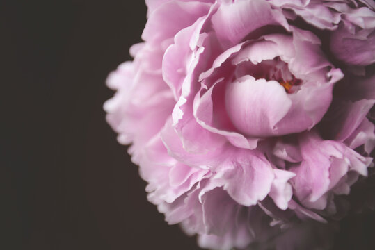 Close-up of pink flower growing against black background