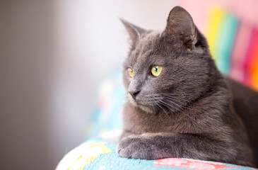 Close-up of gray cat looking away while relaxing on bed at home