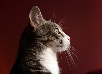 Side view of cat looking away while sitting against brown background
