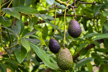 Close-up of avocados growing on tree