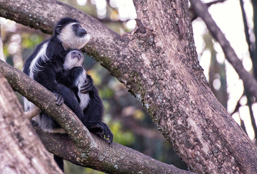 Black and white colobus with infant sitting on branch in forest