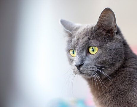 Close-up of gray cat looking away while against wall