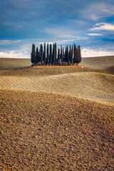 Fototapeta premium Cipressi Di San Quirico D'Orcia at golden hour with beautiful warm light and clouds on hills italian landscape in Tuscany in Italy. Group of italian cypresses called Cipressi di San Quirico d'Orcia.