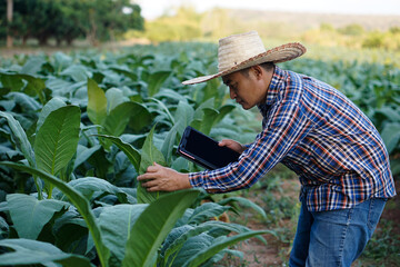 Asian man farmer is at garden, wears hat, plaid shirt, holds smart tablet to check quality and diseases of tobacco plants. Concept : smart farmer, use technology      