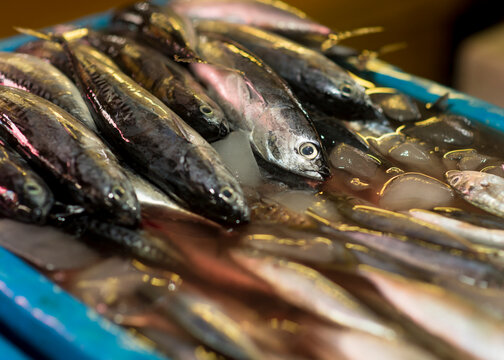 High angle close-up of fishes in container for sale at market
