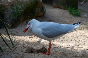 Naklejka premium Pacific Gull (Larus pacificus)