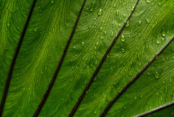 Close-up of fresh wet leaf