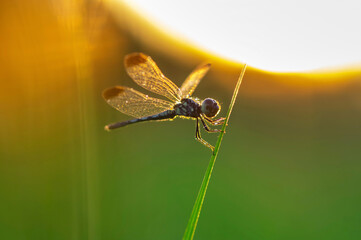 Close-up of dragonfly perching on plant stem during sunset