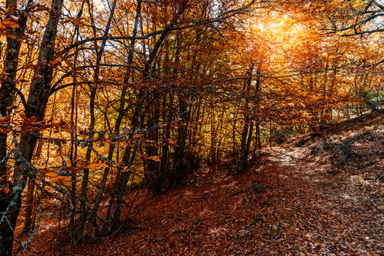 Beech trees in forest during autumn