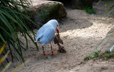 Obraz premium Pacific Gull (Larus pacificus)