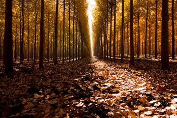 Scenic view of trees amidst fallen autumn leaves in forest