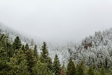 High angle view of snow covered pine trees against sky in forest during foggy weather