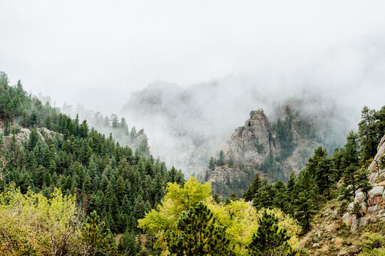 Fototapeta High angle view of pine trees growing in forest during foggy weather