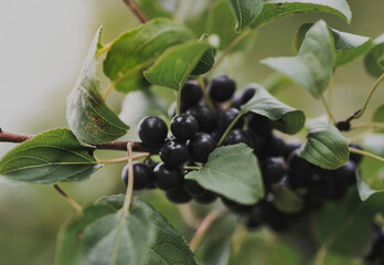 High angle close-up of huckleberries growing on plant in farm