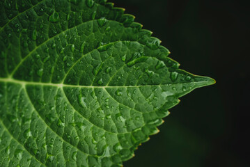 Close-up of water drops on leaf against black background