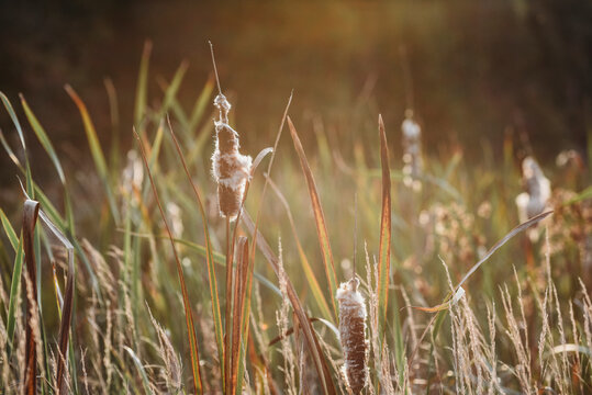 Close-up of cattails growing on field during sunny day
