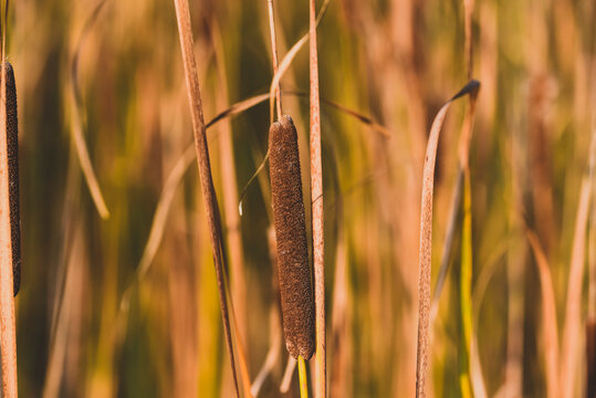 Close-up of cattails growing outdoors during sunny day