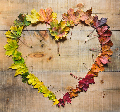 Overhead view of various colorful maple leaves in heart shape on wooden table during autumn