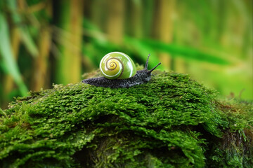 Cuban snail (Polymita picta) world most beautiful land snails from Cuba , its known as "Painted Snails", rare, endangered and protected. Colorful snails, selective focus, copy space © Cheattha