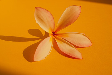 Close up of a Plumeria flower on a yellow background with late afternoon sun creating a shadow