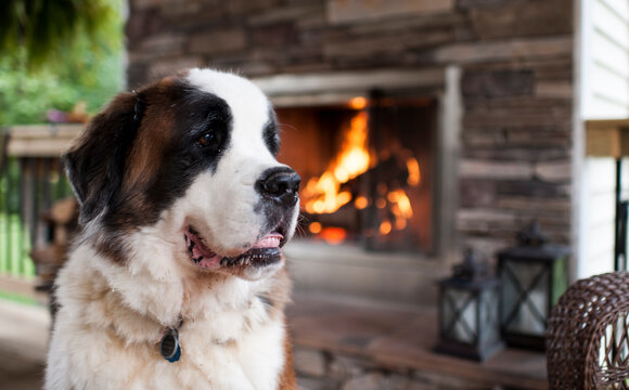 Large St. Bernard dog looking away in front of a outdoor fireplace