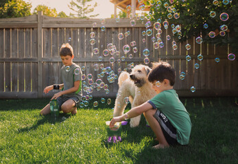 Brothers blowing bubbles with Schnauzer at backyard during summer