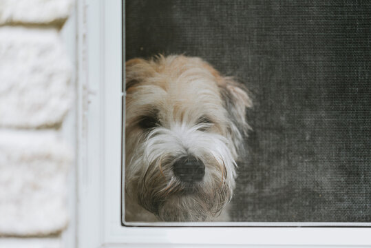 Close-up portrait of hairy Schnauzer seen through window in house
