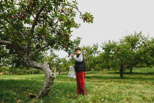 Boy wearing warm clothing picking apple from fruit tree at farm