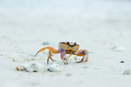 Close-up of a Ghost Crab in the Huatulco Beach