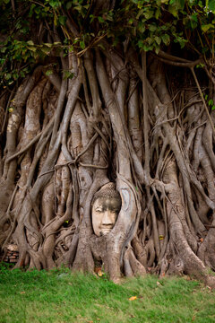 Buddha head In tree roots at Wat Phra Mahathat. Ayutthaya,