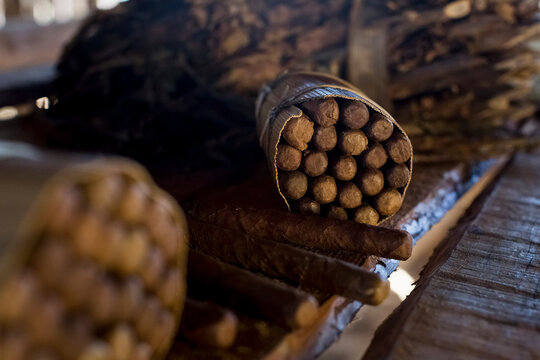 Packages of hand made cuban cigars with tobacco leaves