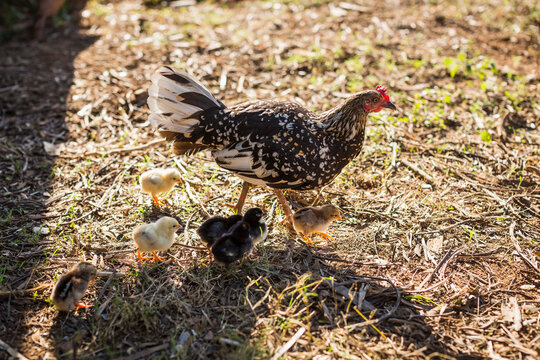 Hen and chicks.  Vinales, Cuba