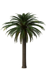 Pinapple palm tree 3d render