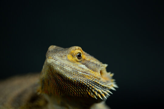 Bearded Dragon close up of face and spikes