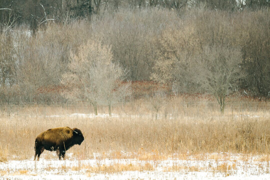 Side view of a lone bison in the distance during winter