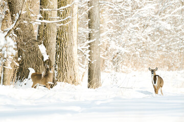 Two white-tailed deer standing in a snowy winter forest