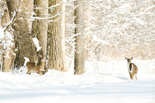Two white-tailed deer standing in a snowy winter forest