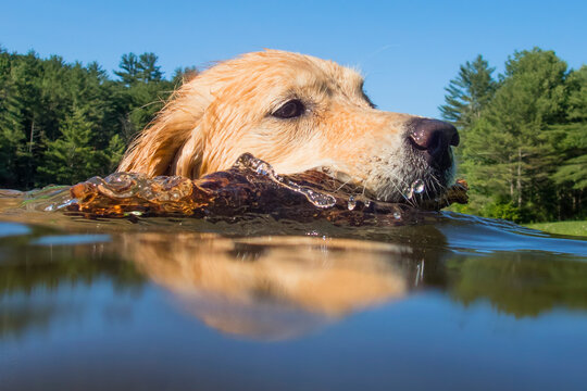 Golden retriever dog swims in pond and fetches stick.