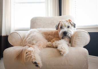 Wheaten dog laying on an upholstered chair in a bright room.