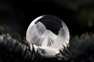 Close up of soap bubble freezing on an everygreen branch outside.