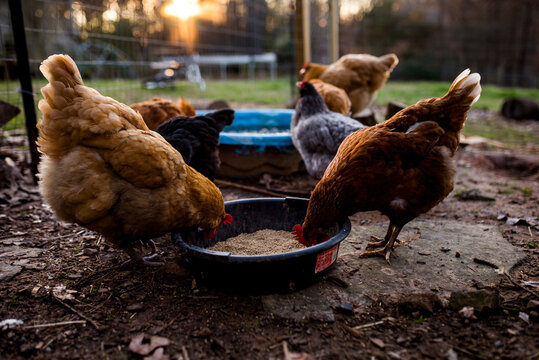 Colorful backyard chickens eat food together in Central Arkansas