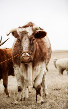 horned steer close up standing in prairie