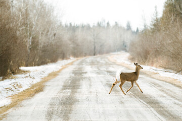 Side view of a white-tailed deer running across a rural road